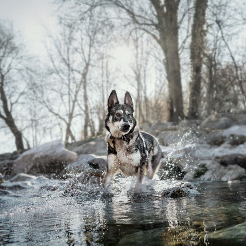 Wolf of Wilderness Training “Explore the Blue River' Huhn & Lachs
