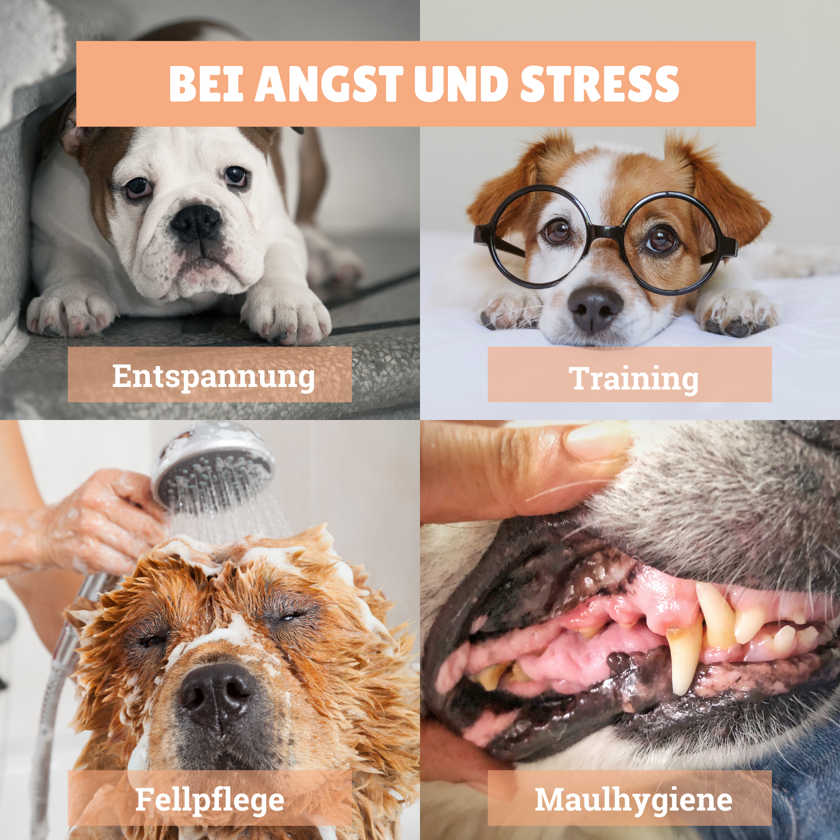 BeG Buddy Intelligenzspielzeug BeG Buddy [2-er] Leckmatte für Hunde / Katzen, Schleckmatte mit Saugnäpfen, Beschäftigung / Beruhigung