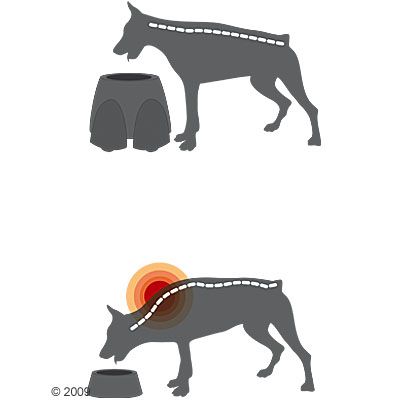 Savic Ergo Feeder Hundebar