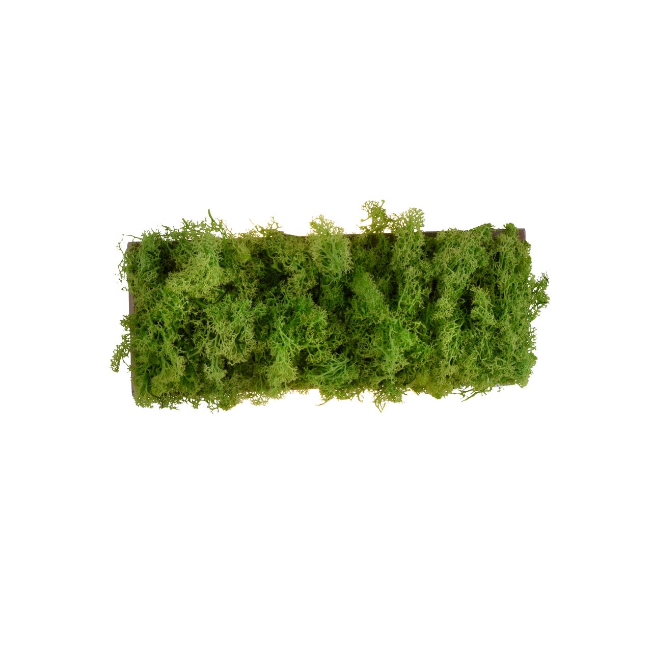 JUST LIGHT LED Wandleuchte GREEN CARLO, mit echtem Moos, 3000 K