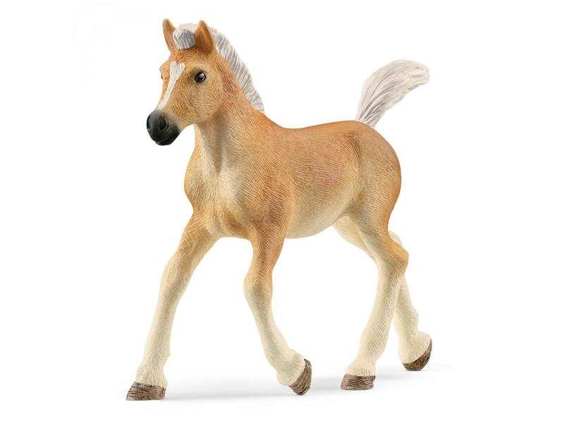 Poulain Haflinger