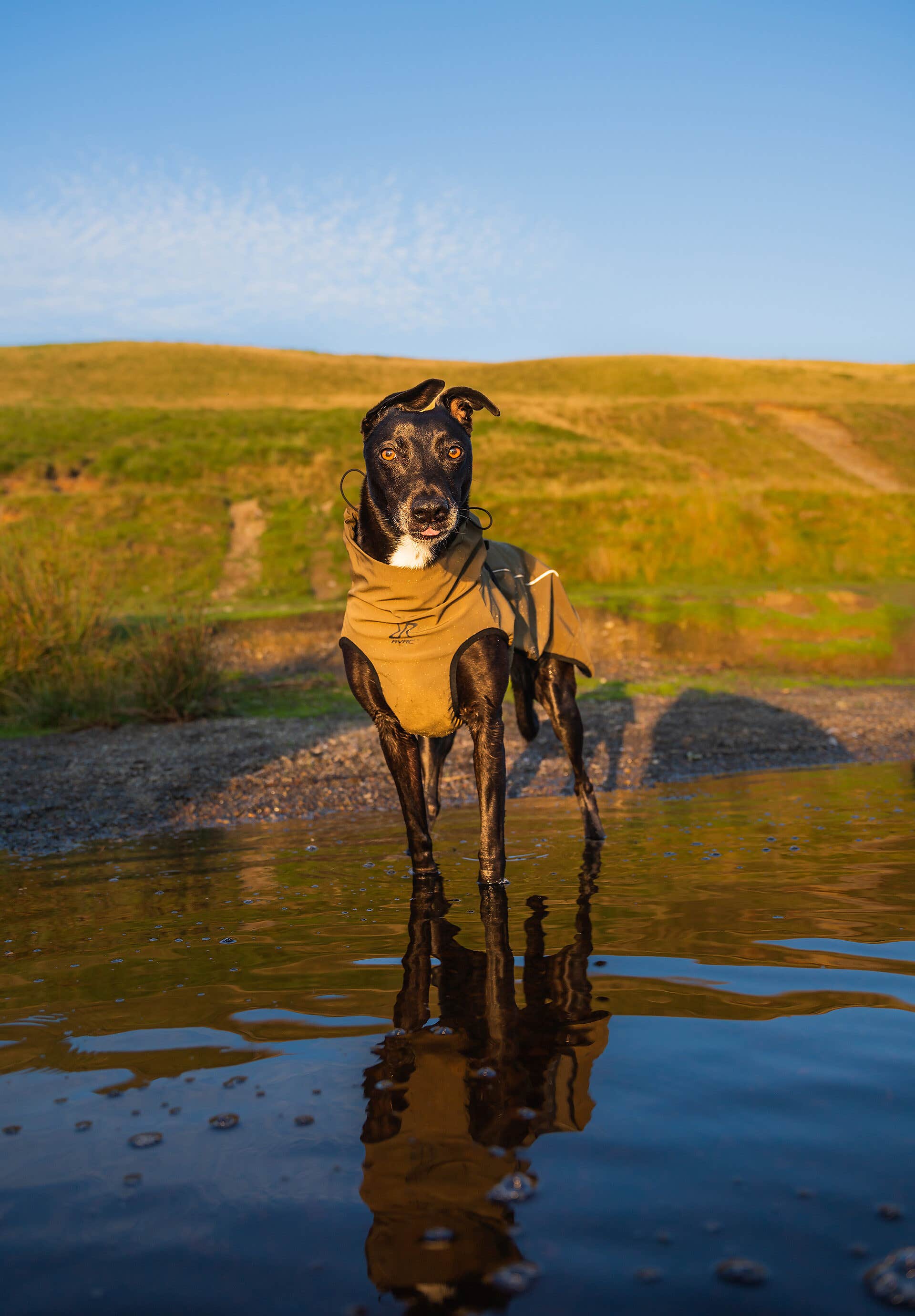 Cyclone Dog Jacket Chien Azalea