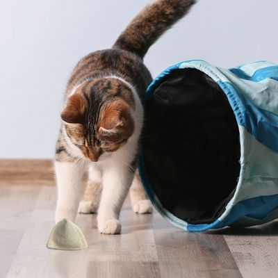 Kater Kasimir Katzenminze-Kissen