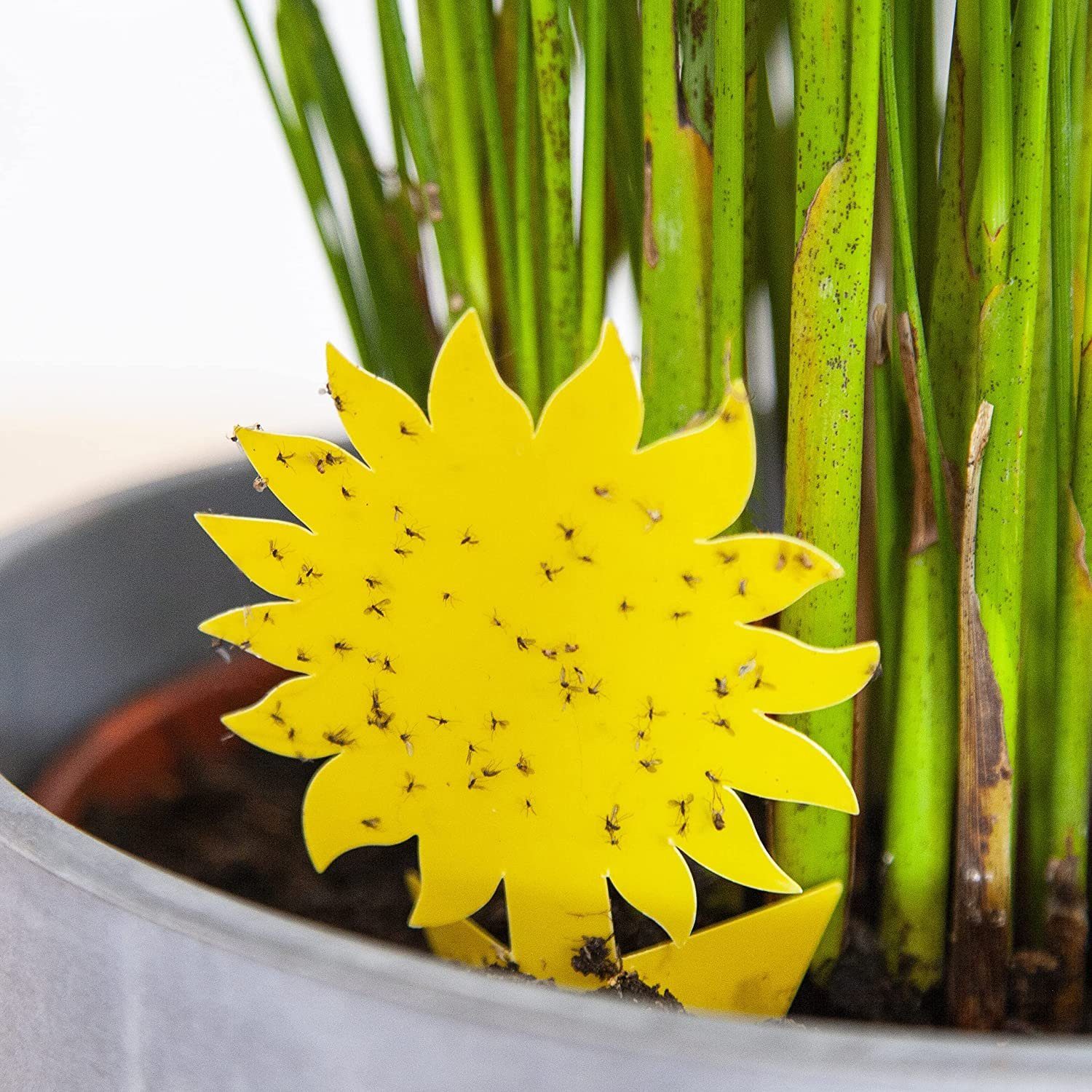 OwnGrown Klebefalle 60x Schädlingsbekämpfung ohne Insektizide: Gelbsticker Trauermücken, Gelbsticker Gelbsticker Kunststoff