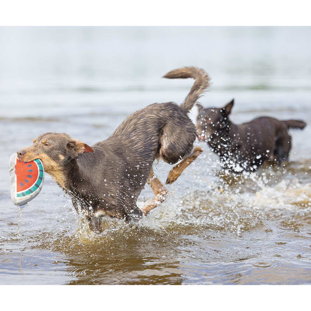 Beeztees Mesh Hundespielzeug Mello 21x11x4cm kaufen bei ZooRoyal