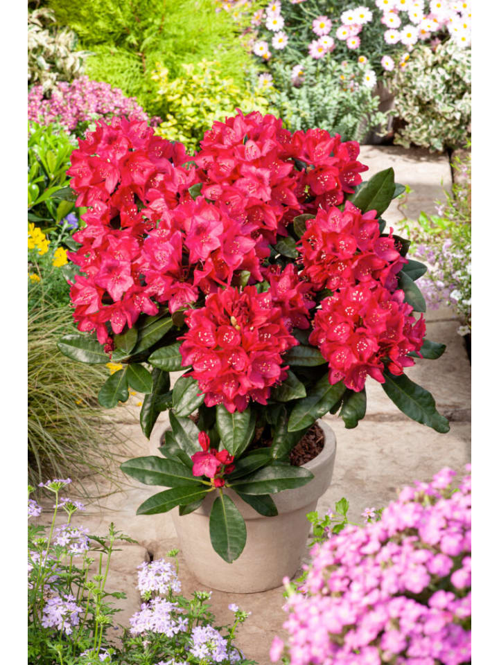 OH2 6er-Set: Rhododendron Nova Zembla in Rot günstig kaufen onesize