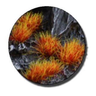 Alien Fire Tuft 6mm (Wild)