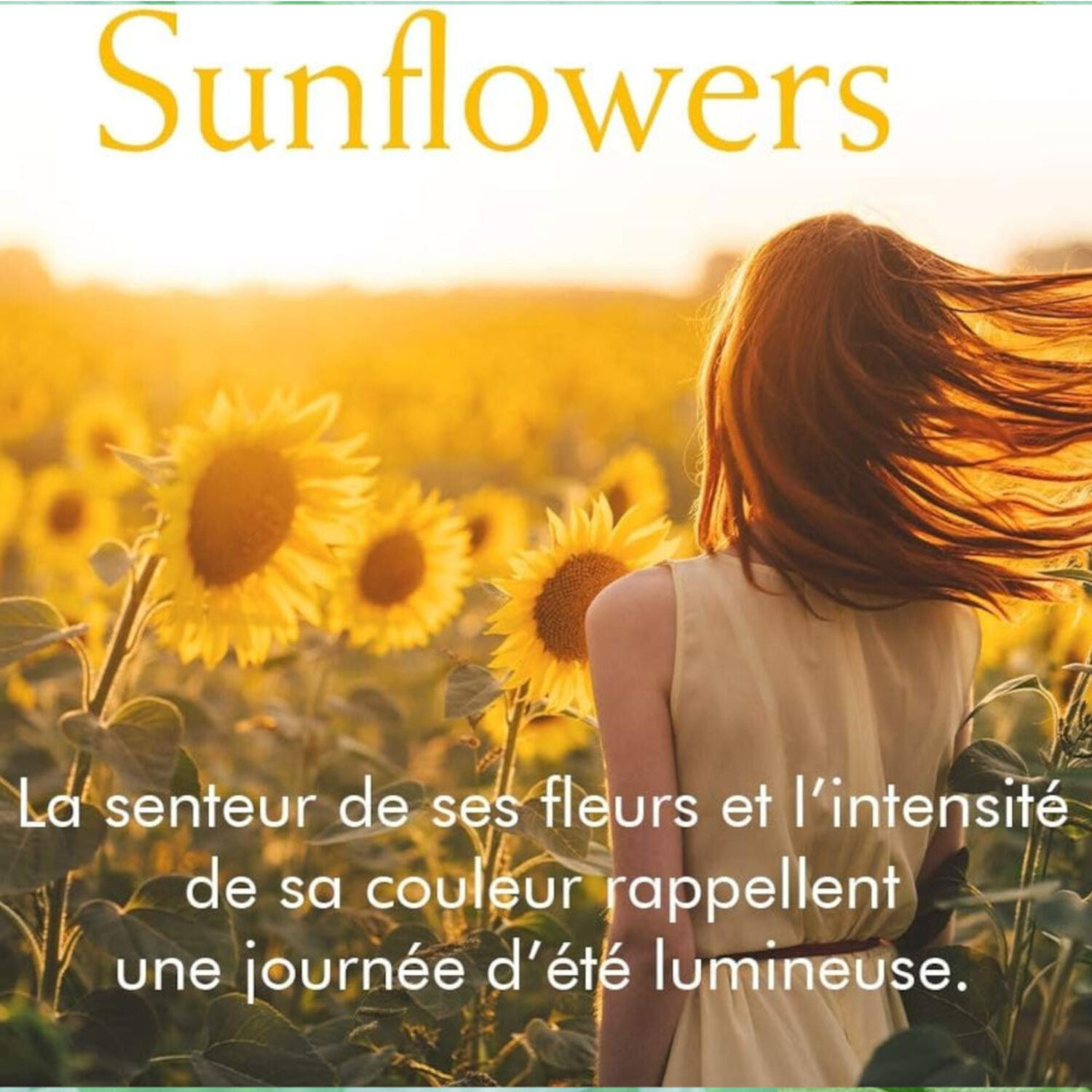 Elizabeth Arden Sunflowers Brume Parfumée Corps