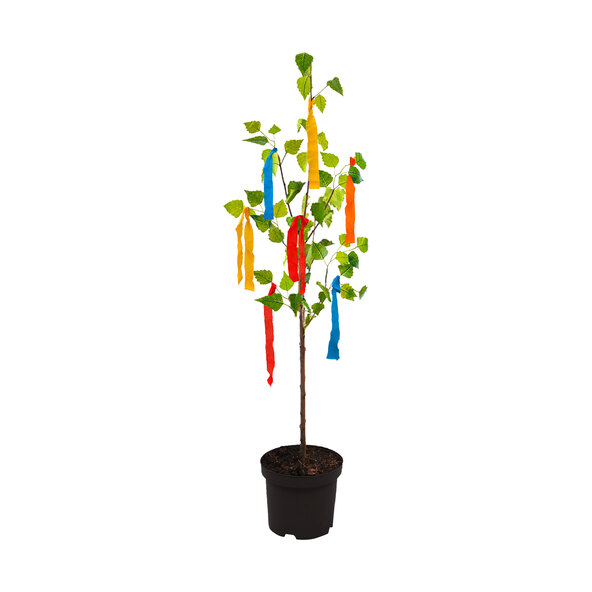 Maibaum „I like you“