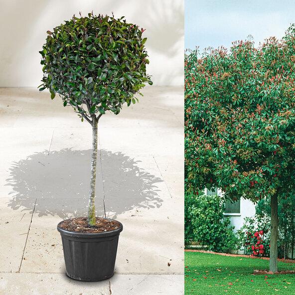 Photinia Red Robin, 200–220 cm