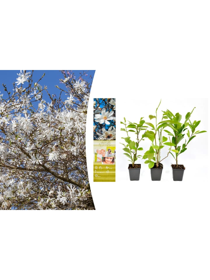 OH2 3-er: Set Magnolien Stellata in Bunt günstig kaufen