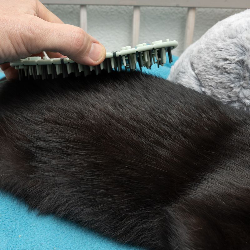 kooa 2-in-1 Katzenpflege-Ecke zu TOP-Preisen