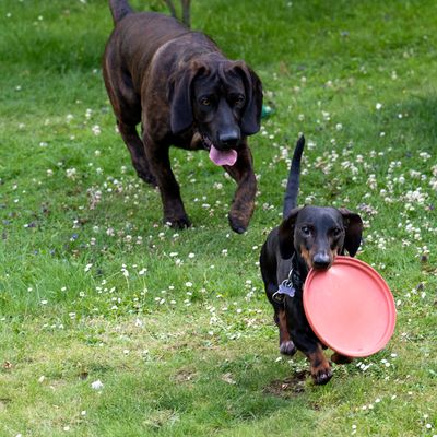 TIAKI Frisbee