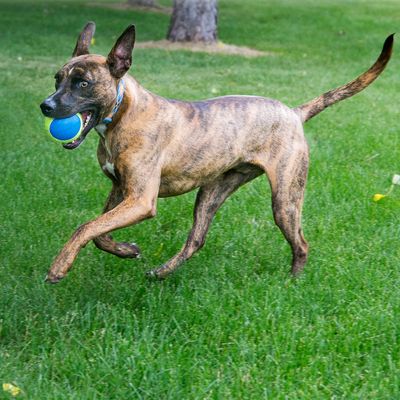 KONG Ultra SqueakAir Ball