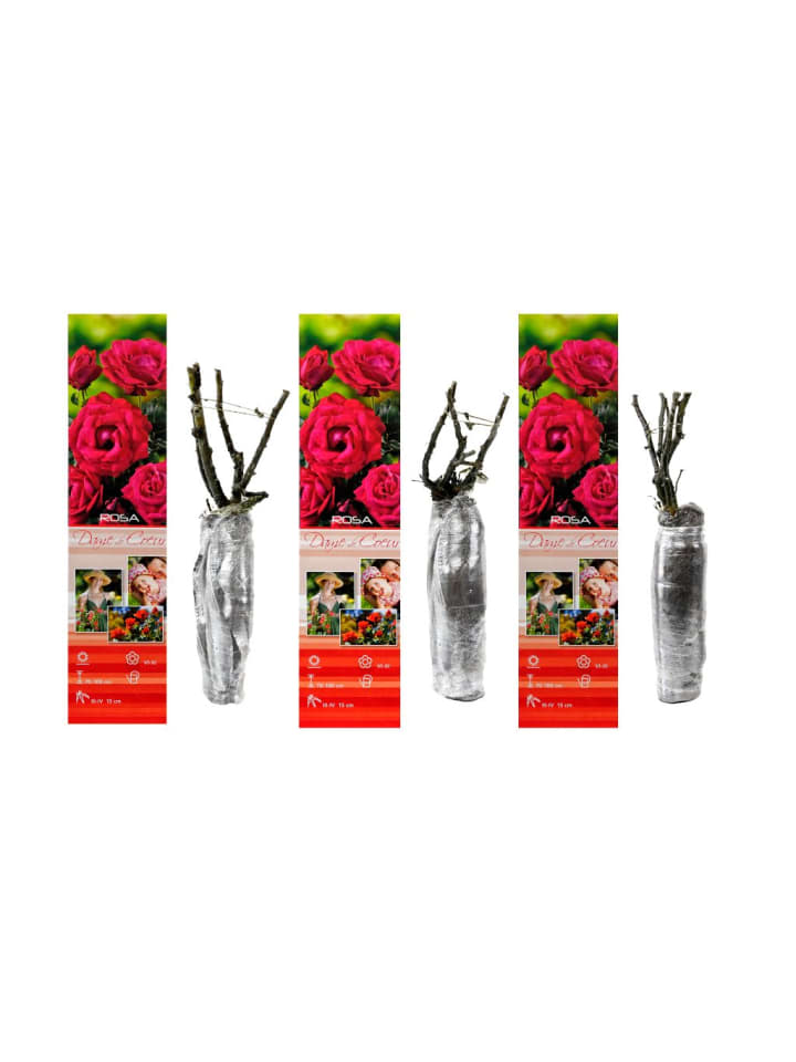 OH2 3er-Set Großblütige Rosen in Rot günstig kaufen onesize