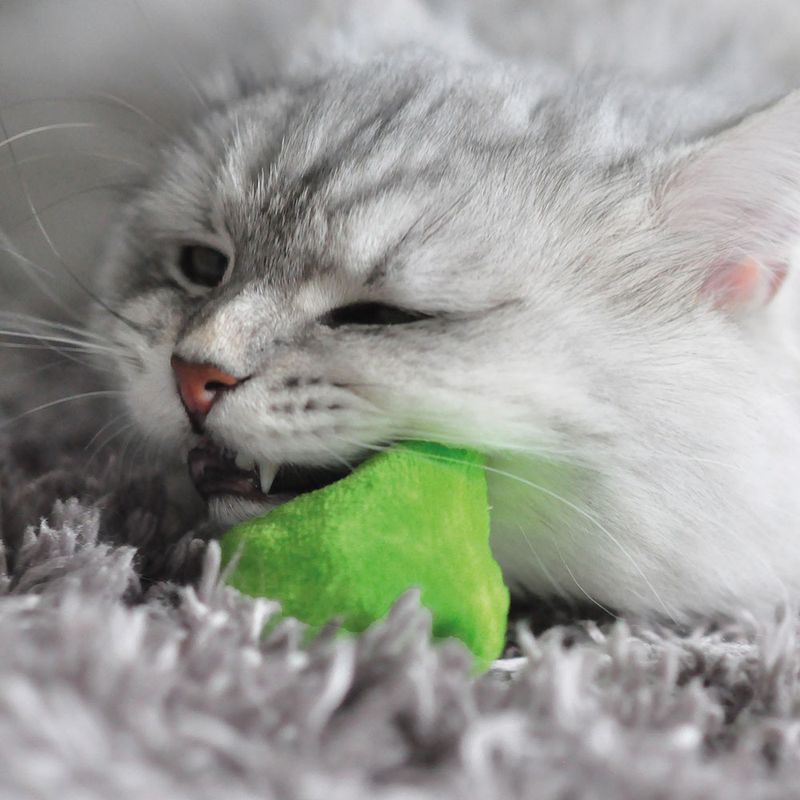 Aumüller Katzenspielkissen Plüschkatzen zu TOP-Preisen