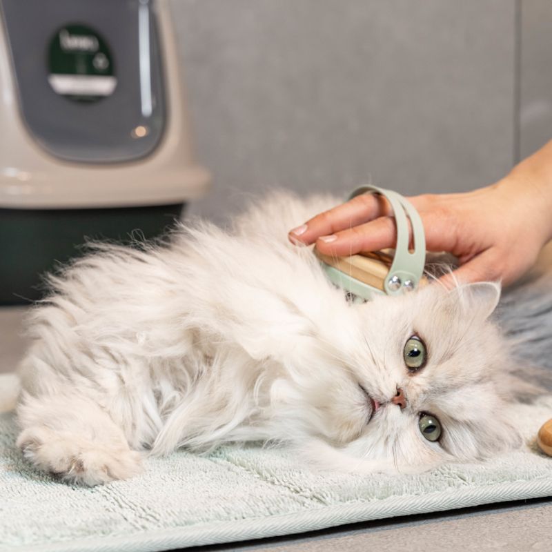 kooa Massagebürste für Katzen zu TOP-Preisen