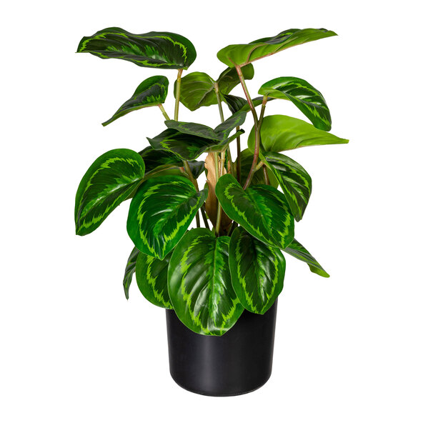 Künstl. Maranta mit Erde im Kunststofftopf, 45 cm
