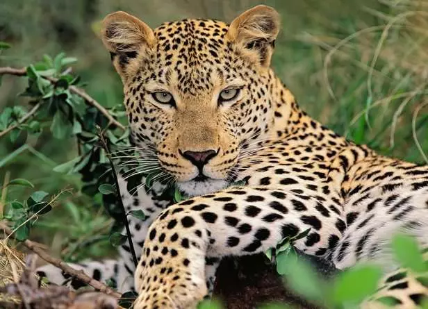 Kinderpuzzle ab 6 Jahren - Vio die Leopardin - 100 Teile