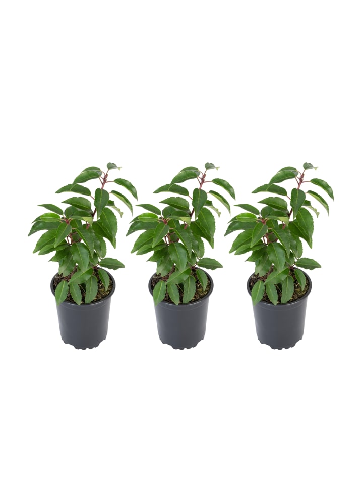 OH2 3er-Set Prunus lusitanica 'Angustifolia in Grün günstig kaufen onesize
