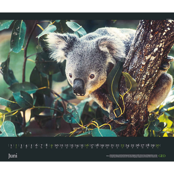 GEO EDITION: TIERWELTEN 2024 - WAND-KALENDER - TIER-KALENDER - Kalender
