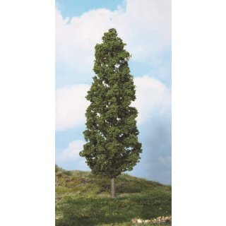 Buche 27 cm (1 Stk.)