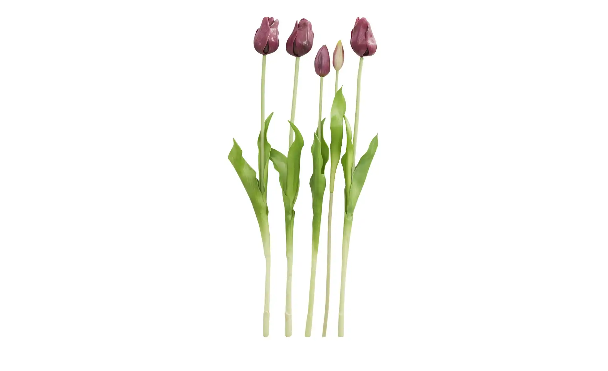 Französischer Tulpenbund