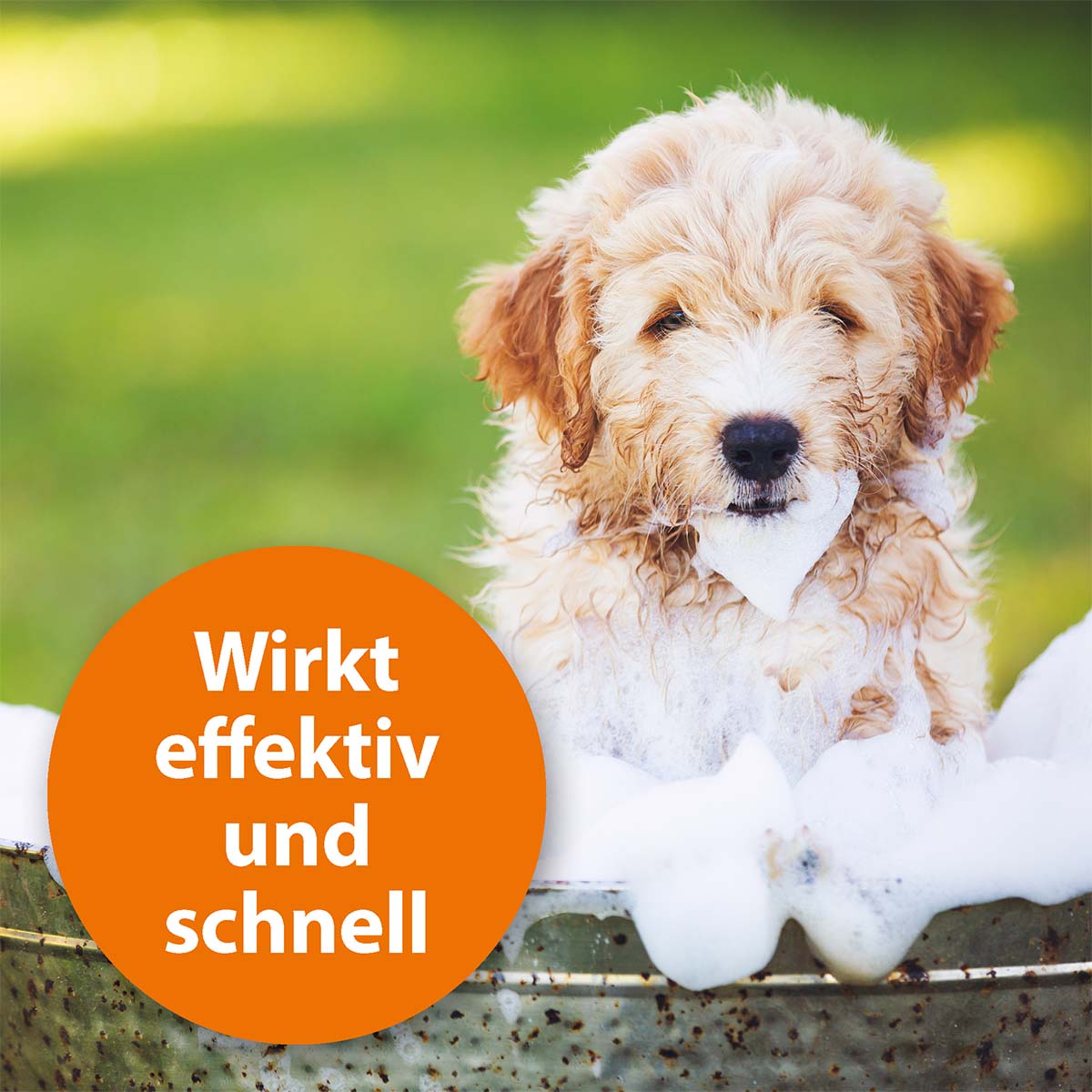 ARDAP Anti-Floh Shampoo für Hunde 3x250ml kaufen bei ZooRoyal