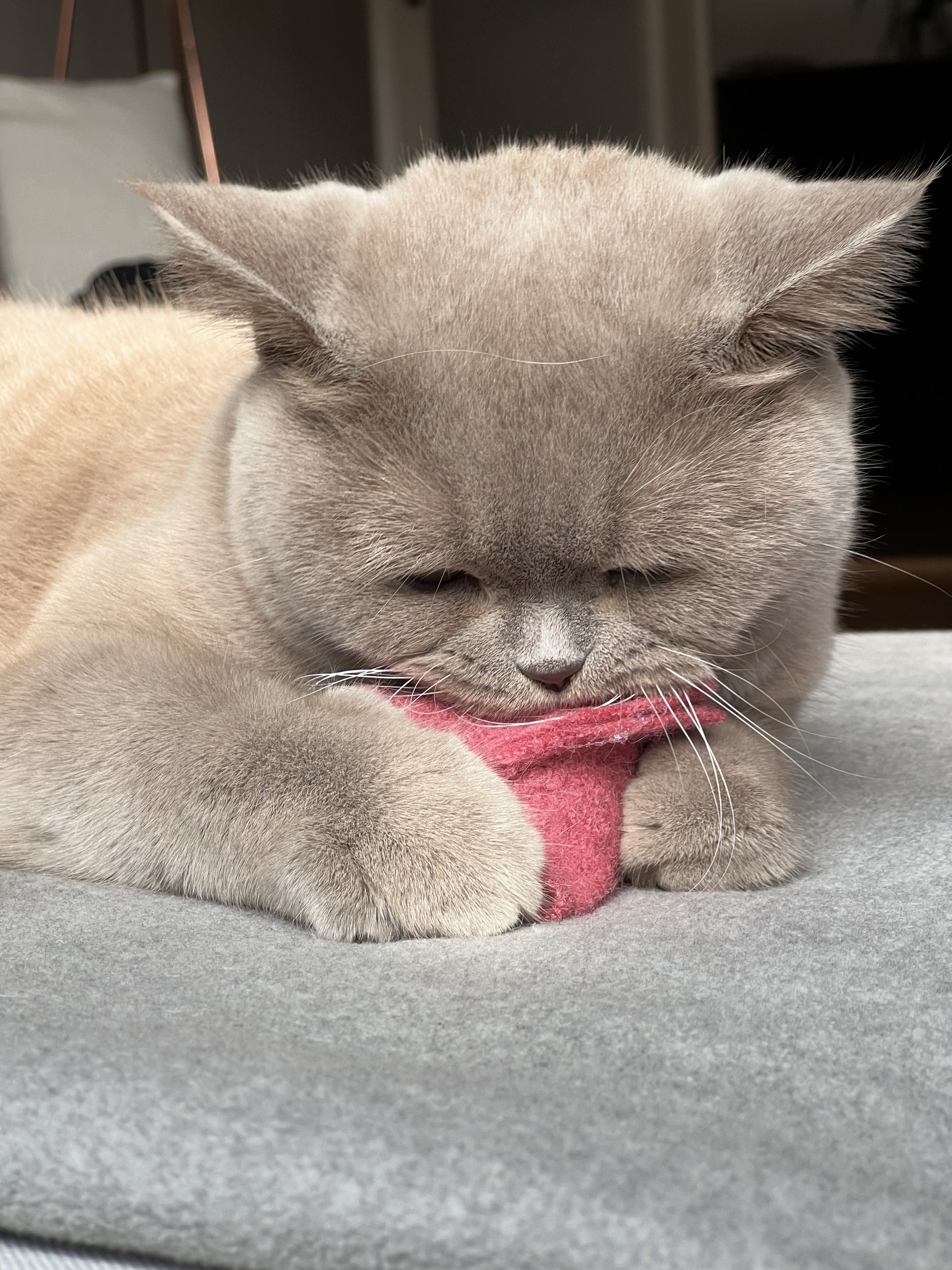 Kater Kasimir Baldrian & Catnipspielzeug Kater Kasimir Premium Katzen Spielkissen mit Baldrian und Katzenminze, 2er Set. Reiner Wollfilz vom Schaf, von Hand genäht