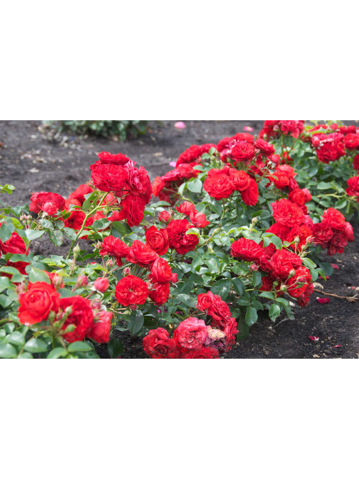 OH2 3er-Set Großblütige Rosen in Rot günstig kaufen onesize