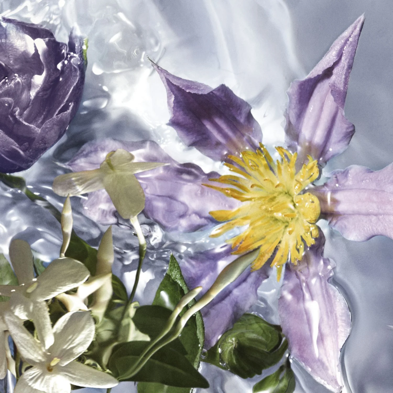 Aqua Allegoria Flora Selvaggia - Eau de Toilette