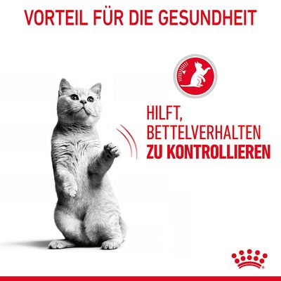 Royal Canin Appetite Control Care in Gelee