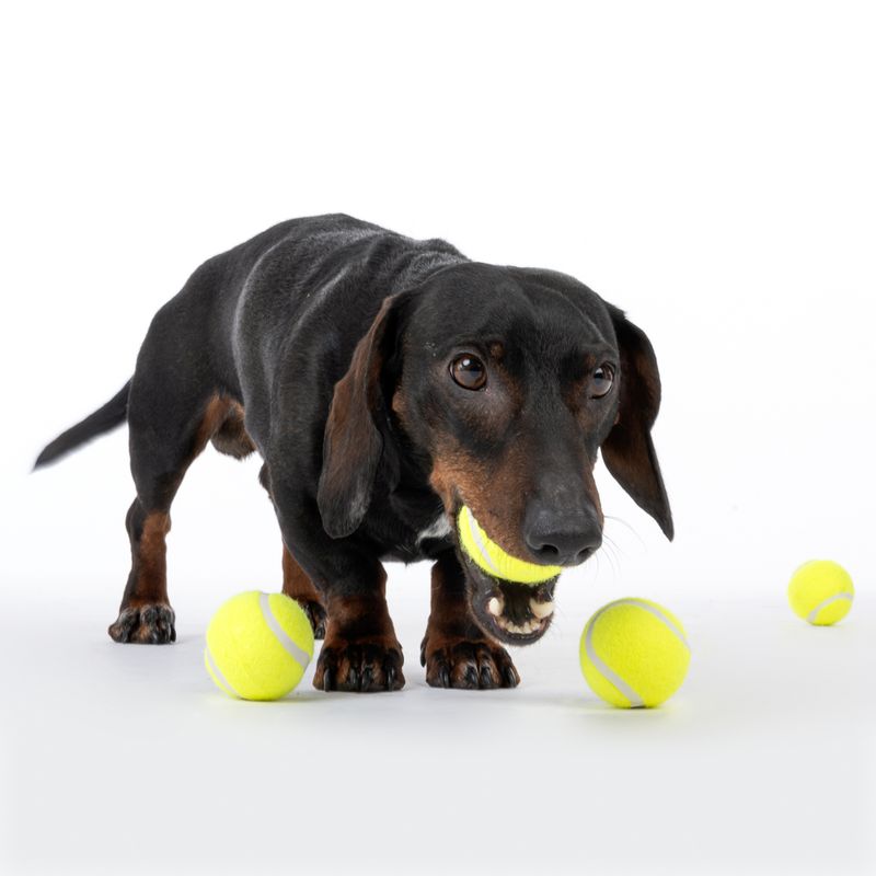 Nomad Tales Tennisball-Set zu TOP-Preisen