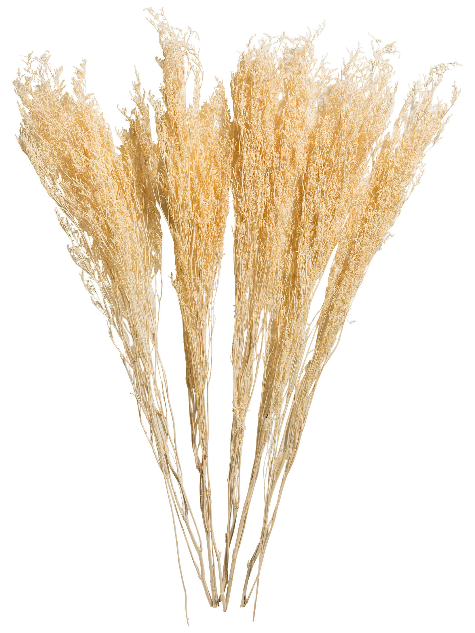 Strandflieder Trockenblume, Weiss