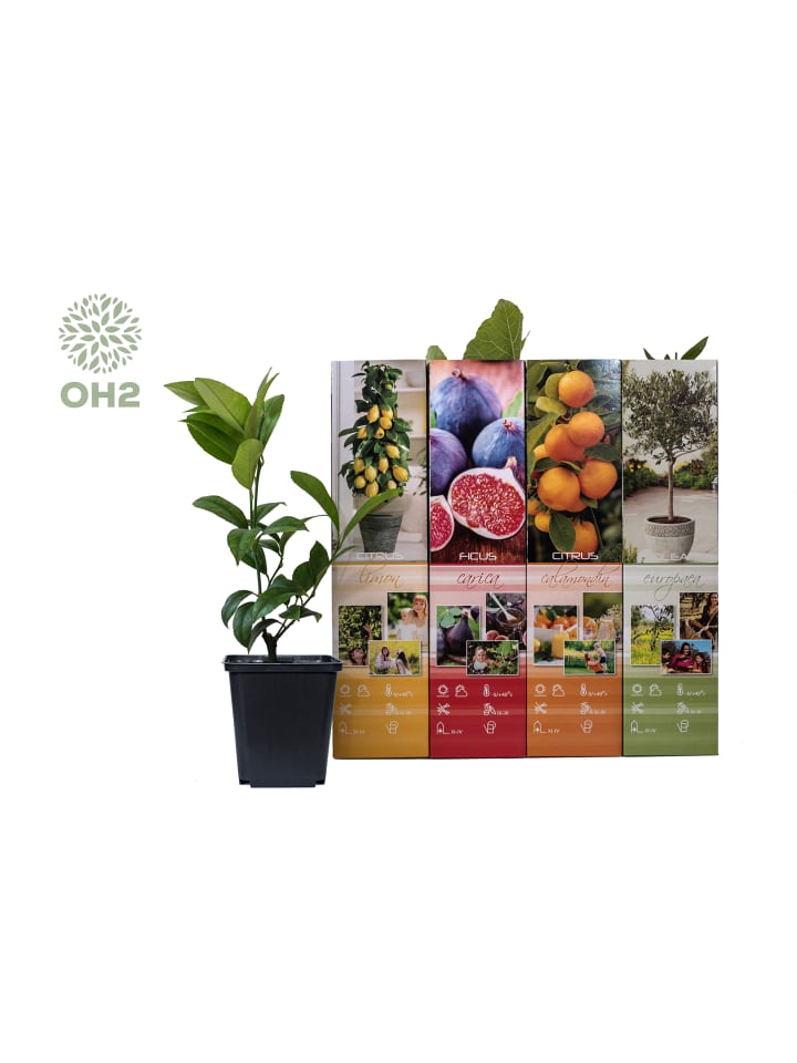 OH2 8er-Set: Mediterrane Pflanzen gesetzt in Bunt günstig kaufen onesize