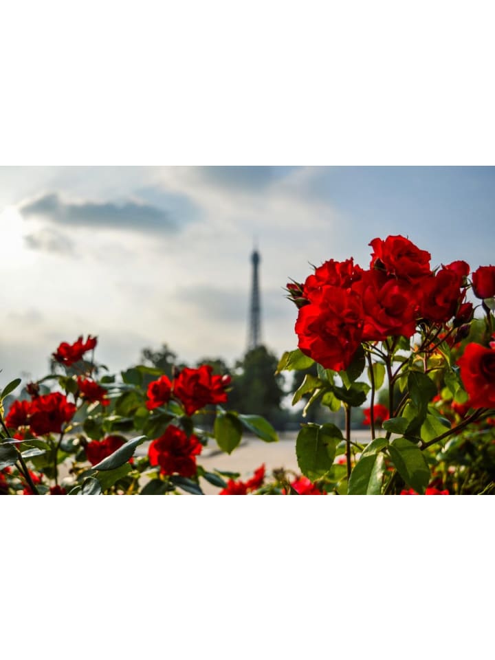 OH2 3er-Set Großblütige Rosen in Rot günstig kaufen onesize