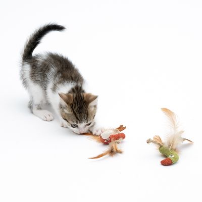 TIAKI Katzenspielzeug-Set Tukane mit Katzenminze