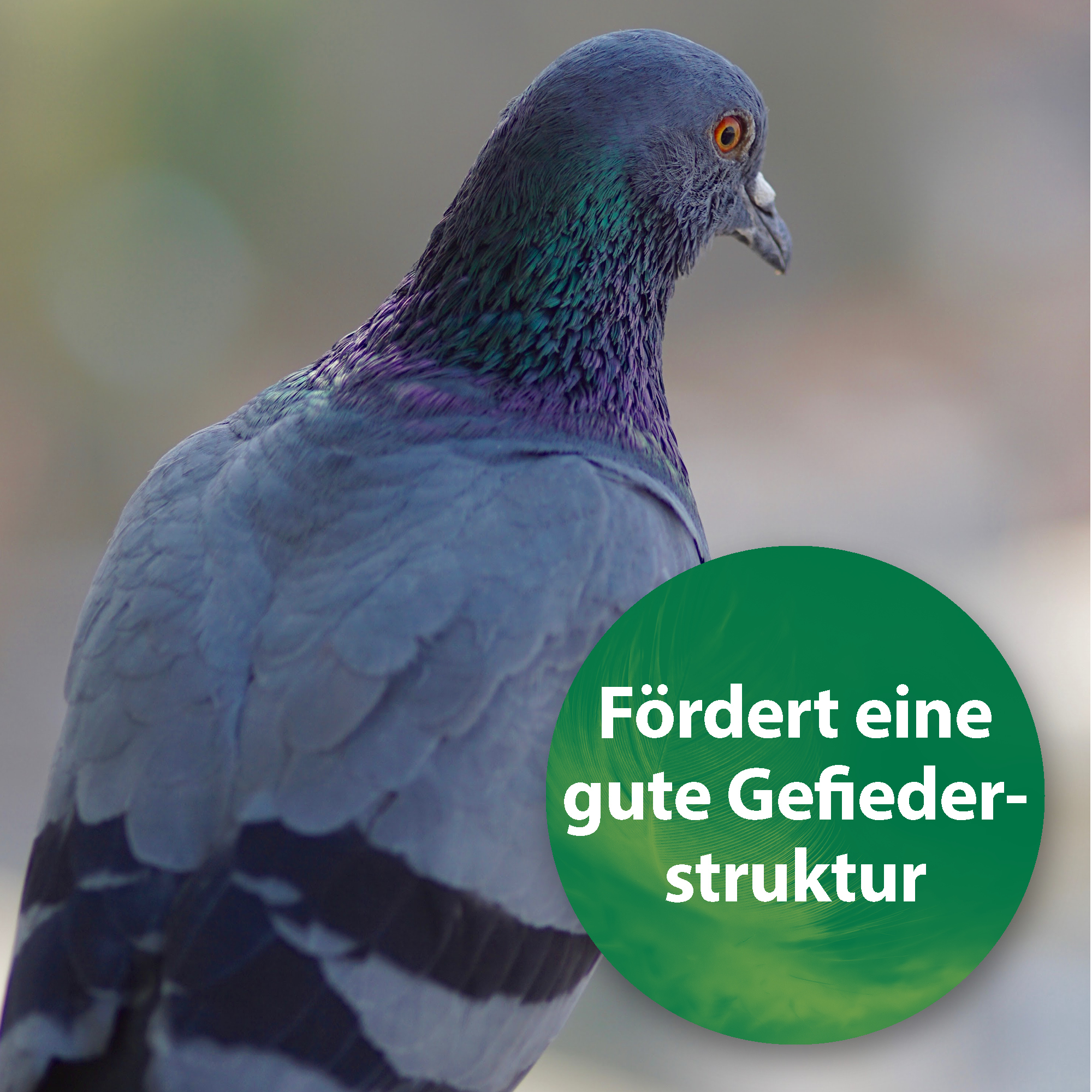 Quiko Ergänzungsfutter Quiko Spirulina 500 g