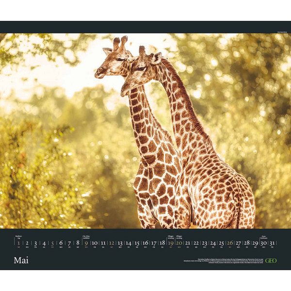 GEO EDITION: TIERWELTEN 2024 - WAND-KALENDER - TIER-KALENDER - Kalender