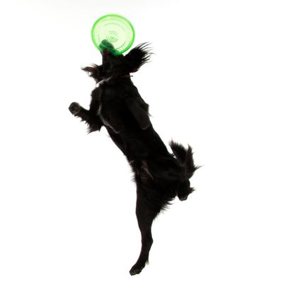 Hundespielwurfscheibe aus TPR
