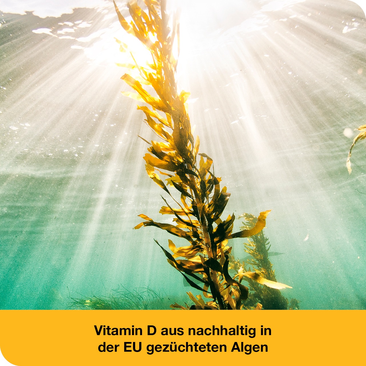 VITAMIN D-LOGES 2.000 I.E. pflanzlich Weichkapseln