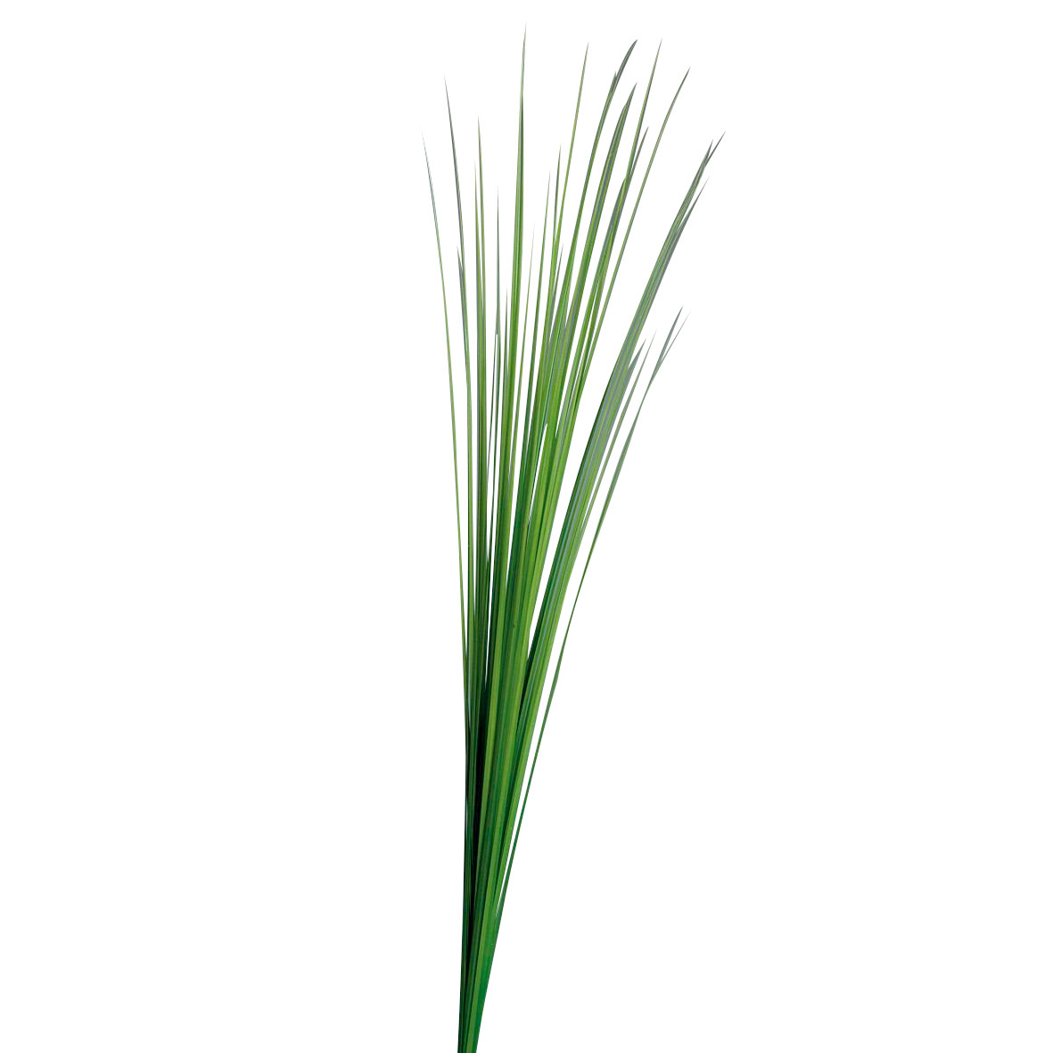 DPIIsolepsisgras 115cm
