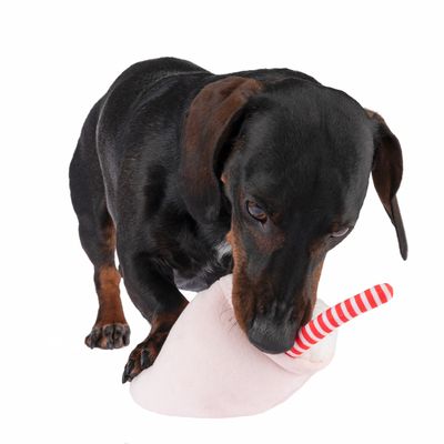 Hundespielzeug Squeaky Drink