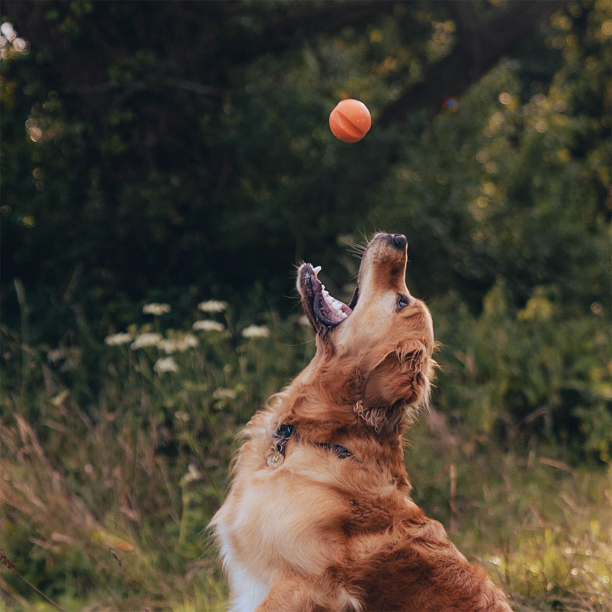 Beco Fetch Ball günstig kaufen bei ZooRoyal