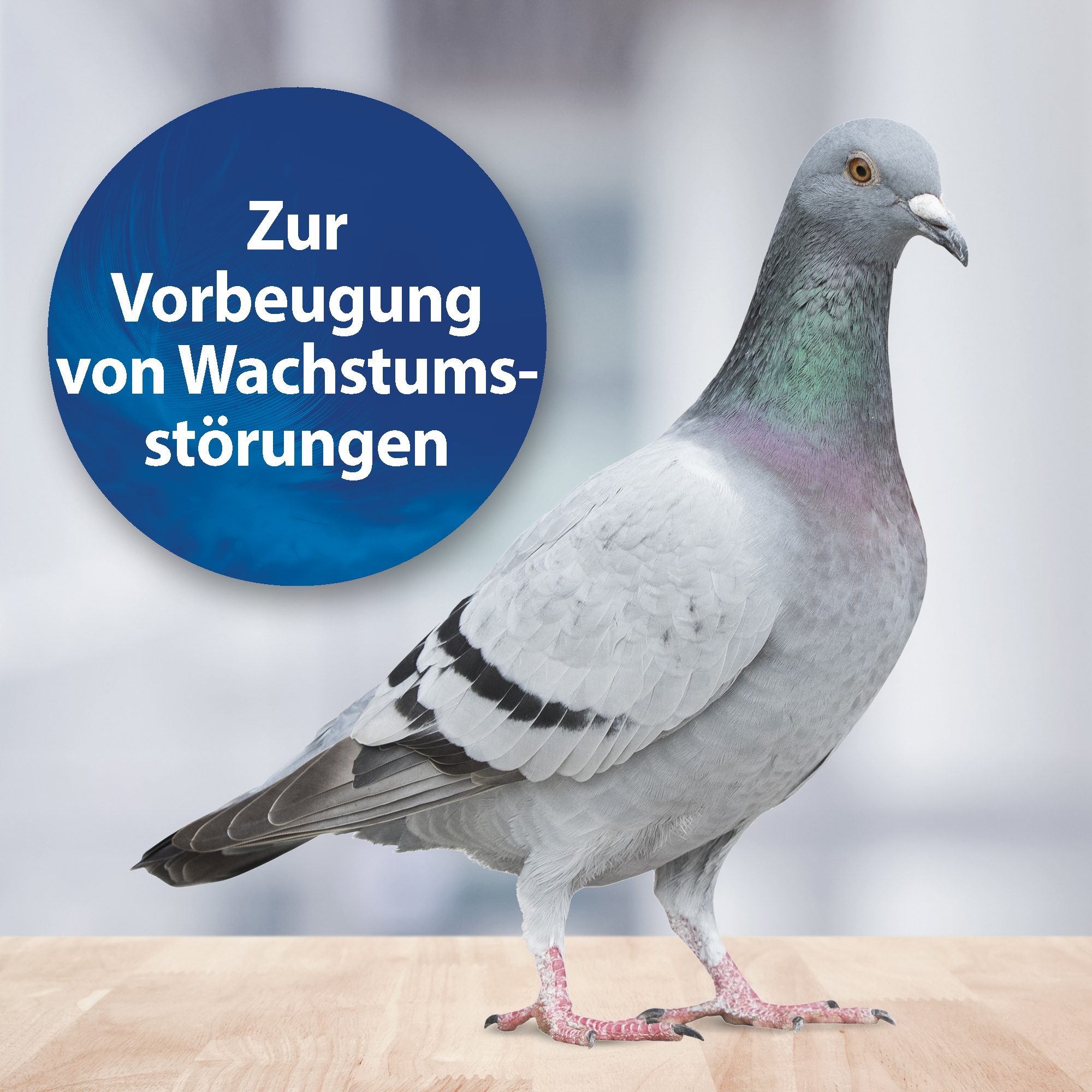 Quiko Ergänzungsfutter Quiko Vitamin B 100 ml: Ideal während der Aufzucht von Ziervögeln