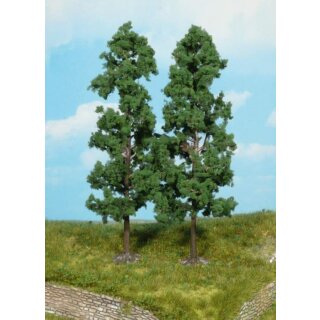 Buchen 18 cm (2 Stk.)
