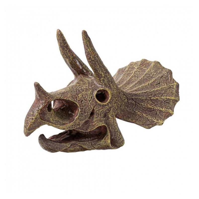 Crâne de tricératops à déterrer Museum dino skull