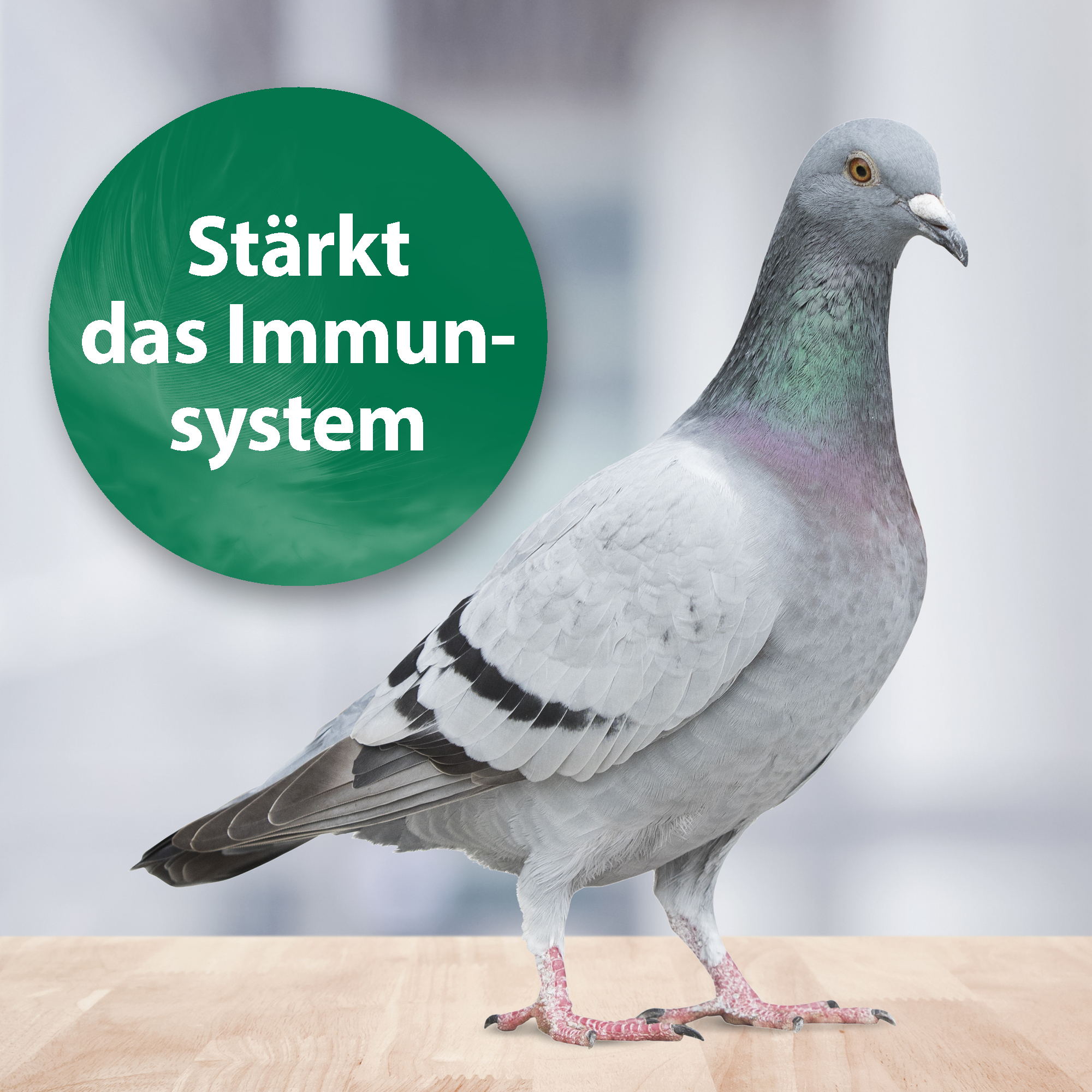 Quiko Ergänzungsfutter Quiko Med 75 g