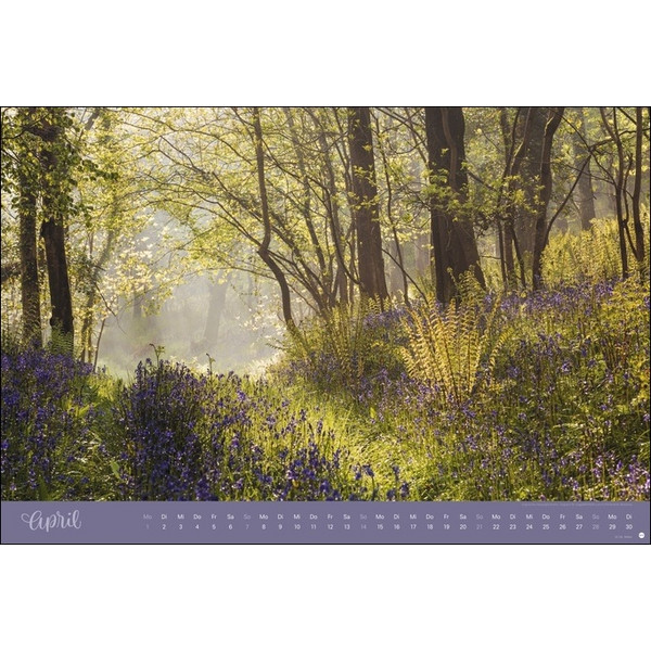 ZAUBERWÄLDER EDITION KALENDER 2024. WANDKALENDER XL - Kalender