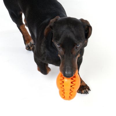 TIAKI Hundespielzeug Rugby Treat